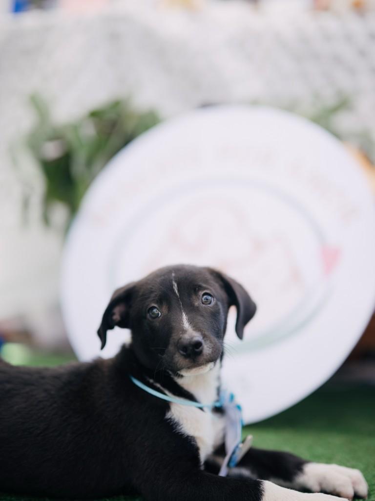 Príncipe, cachorro de porte médio para adoção em Lavras - MG