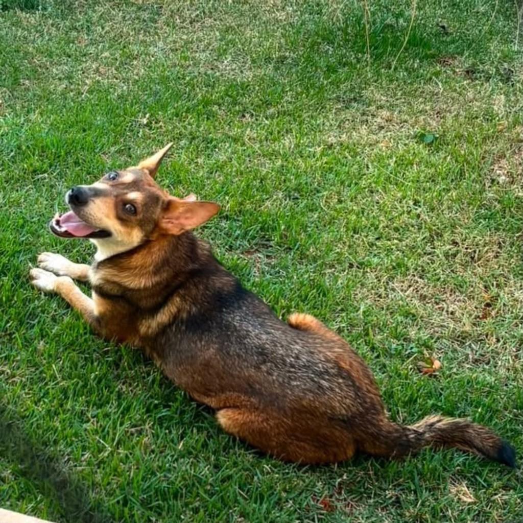 Raposinha, cachorro de porte pequeno para adoção em Lavras - MG