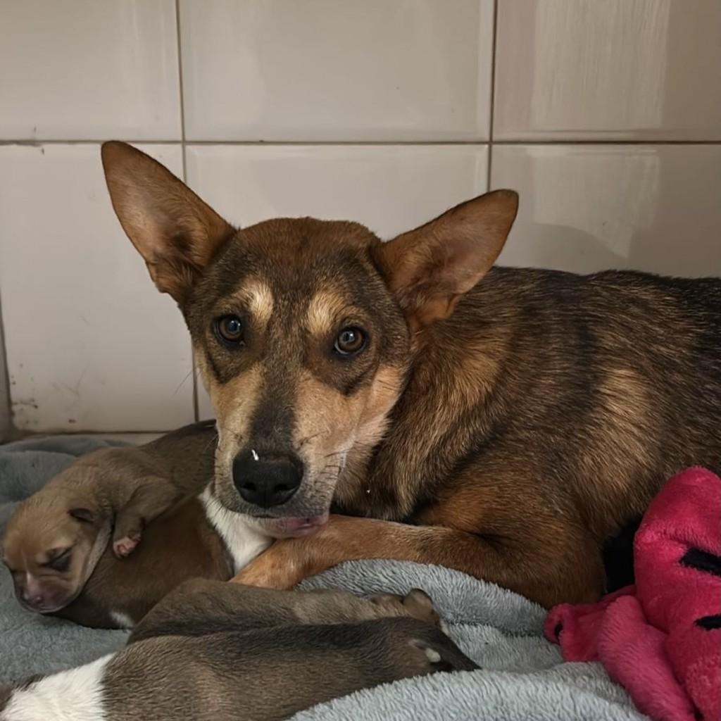 Raposinha, cachorro de porte pequeno para adoção em Lavras - MG — foto 2 de 4