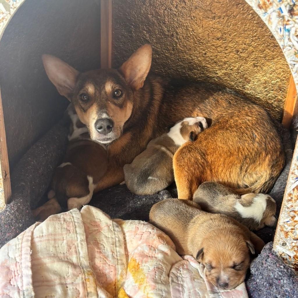Raposinha, cachorro de porte pequeno para adoção em Lavras - MG — foto 3 de 4