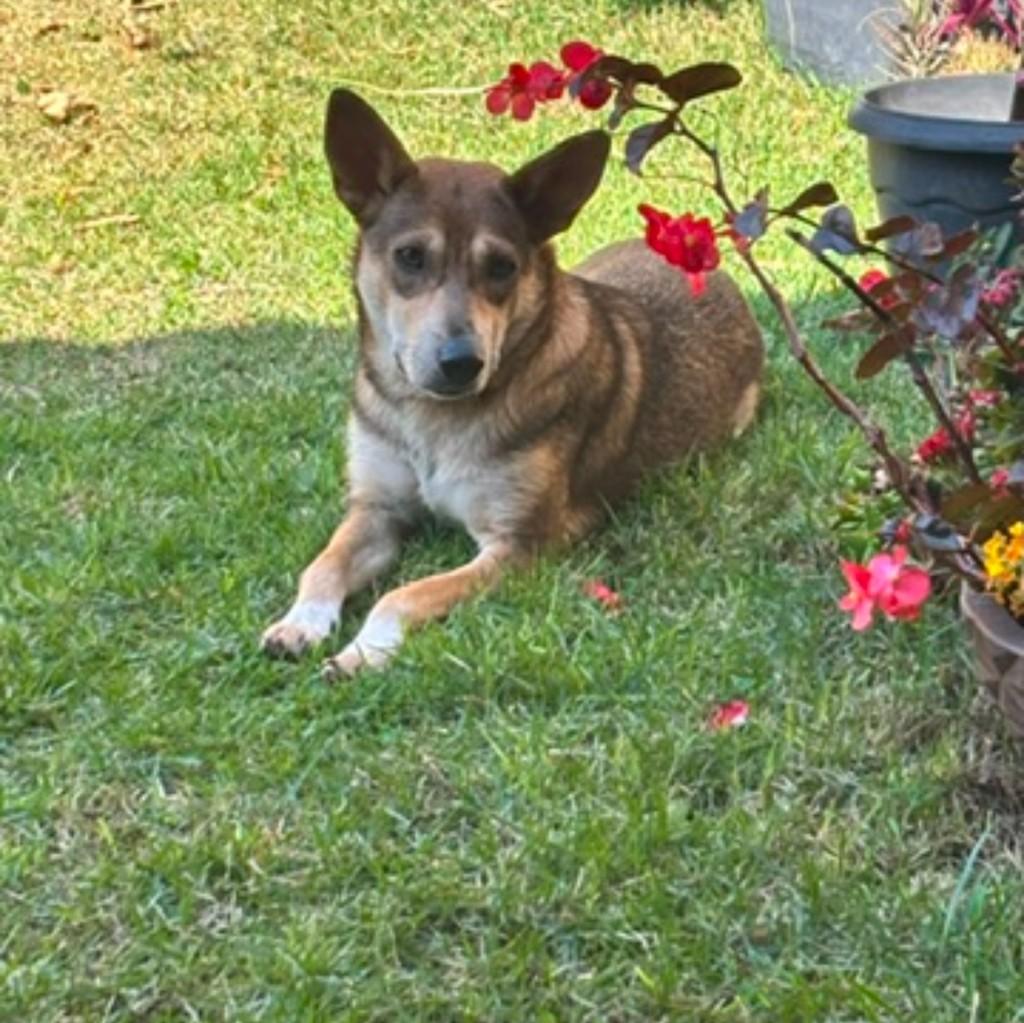Raposinha, cachorro de porte pequeno para adoção em Lavras - MG — foto 4 de 4