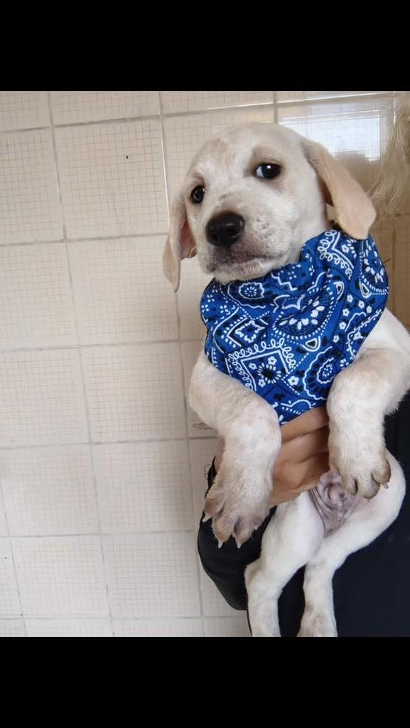 Aroldo, cachorro de porte pequeno para adoção em Rio de Janeiro - RJ