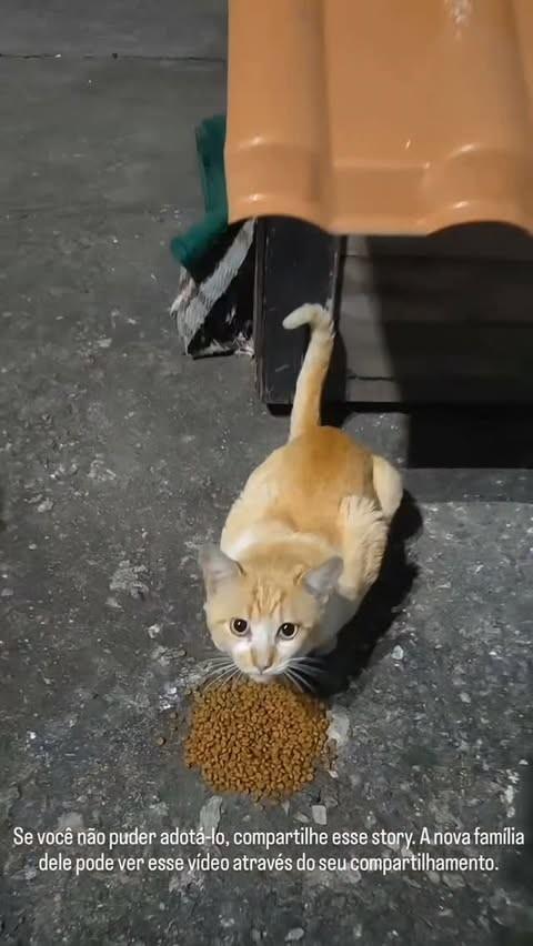 Laranjinha, gato de porte pequeno para adoção em Lorena - SP