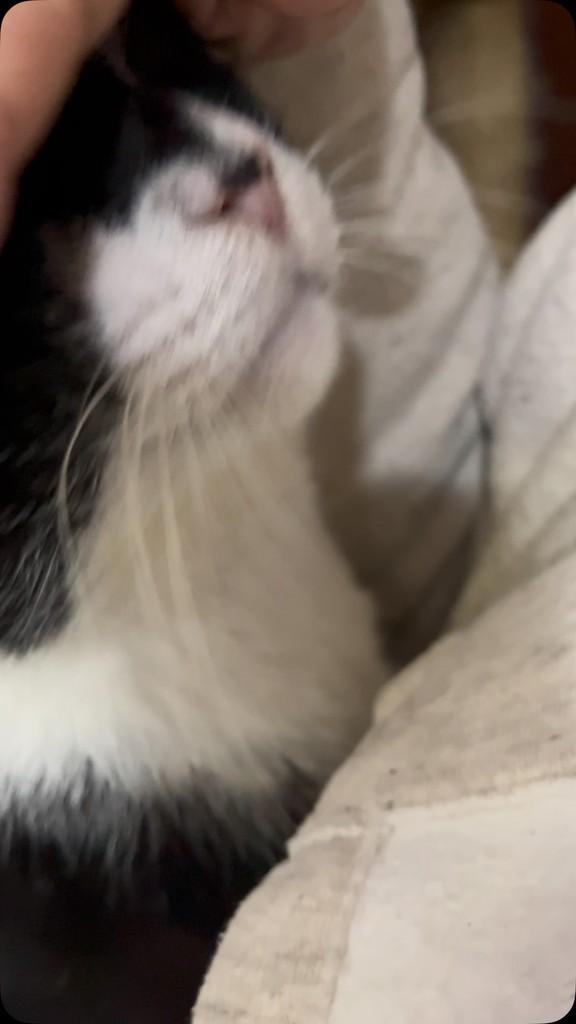 Gatão, gato de porte médio para adoção em Porto Alegre - RS