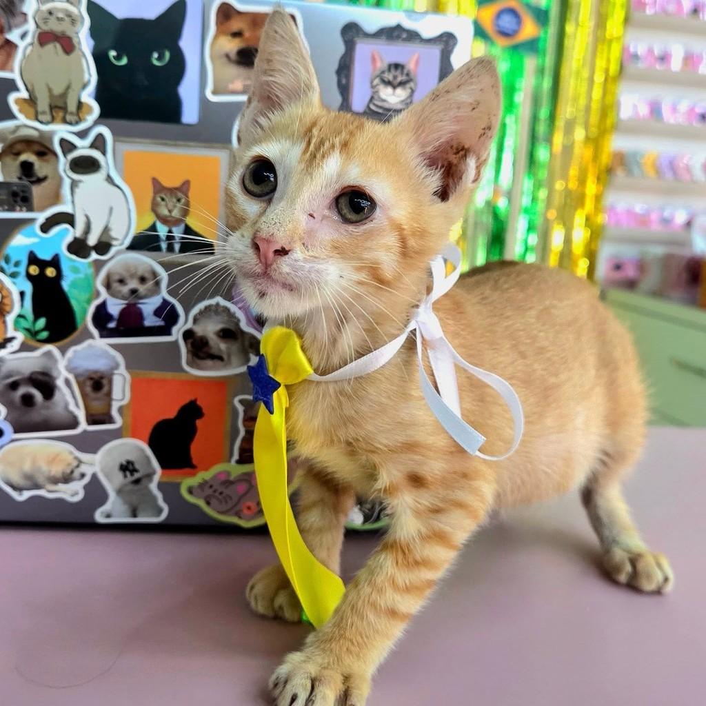 Bbzinho, gato de porte pequeno para adoção em Manaus - AM