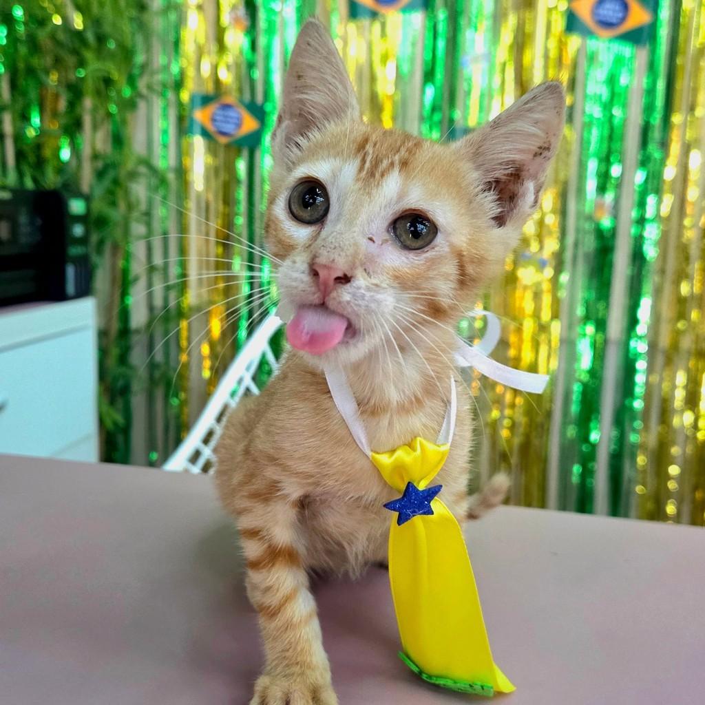 Bbzinho, gato de porte pequeno para adoção em Manaus - AM — foto 2 de 5