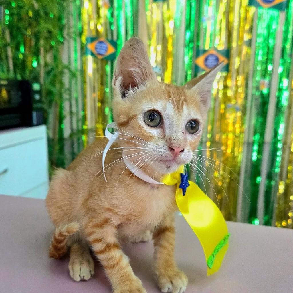 Bbzinho, gato de porte pequeno para adoção em Manaus - AM — foto 3 de 5