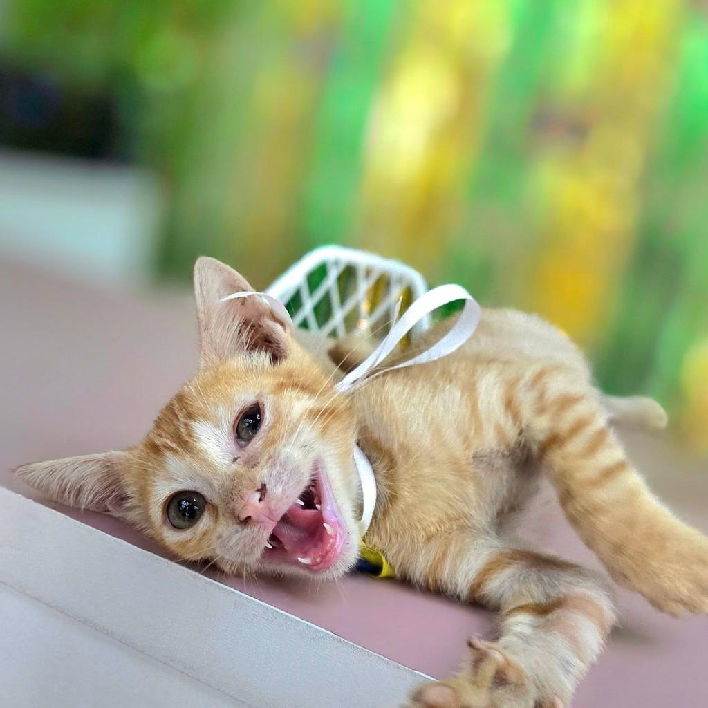 Bbzinho, gato de porte pequeno para adoção em Manaus - AM — foto 4 de 5
