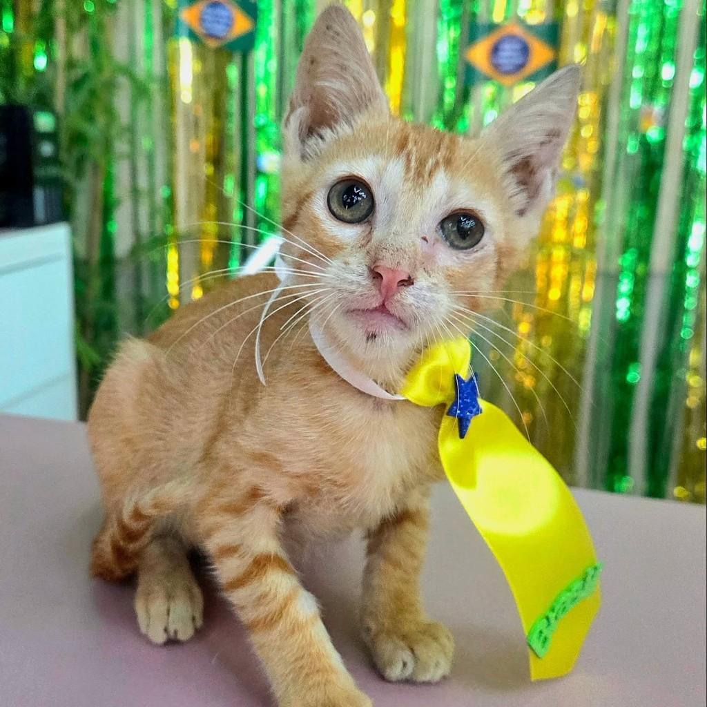 Bbzinho, gato de porte pequeno para adoção em Manaus - AM — foto 5 de 5
