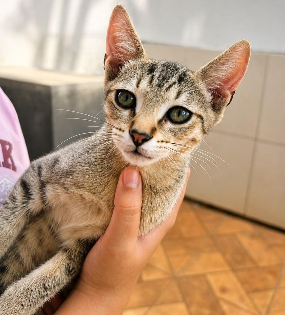 Tigrinho Mini, gato de porte pequeno para adoção em Uberlândia - MG