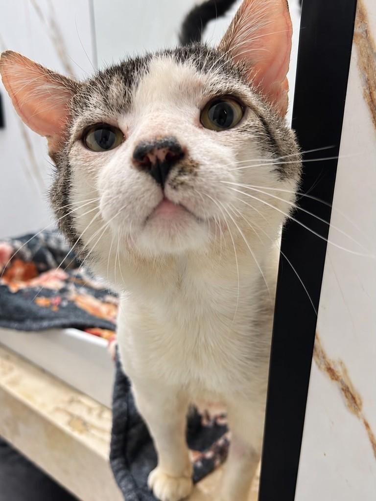 Pedro Luís, gato para adoção em Uberlândia - MG