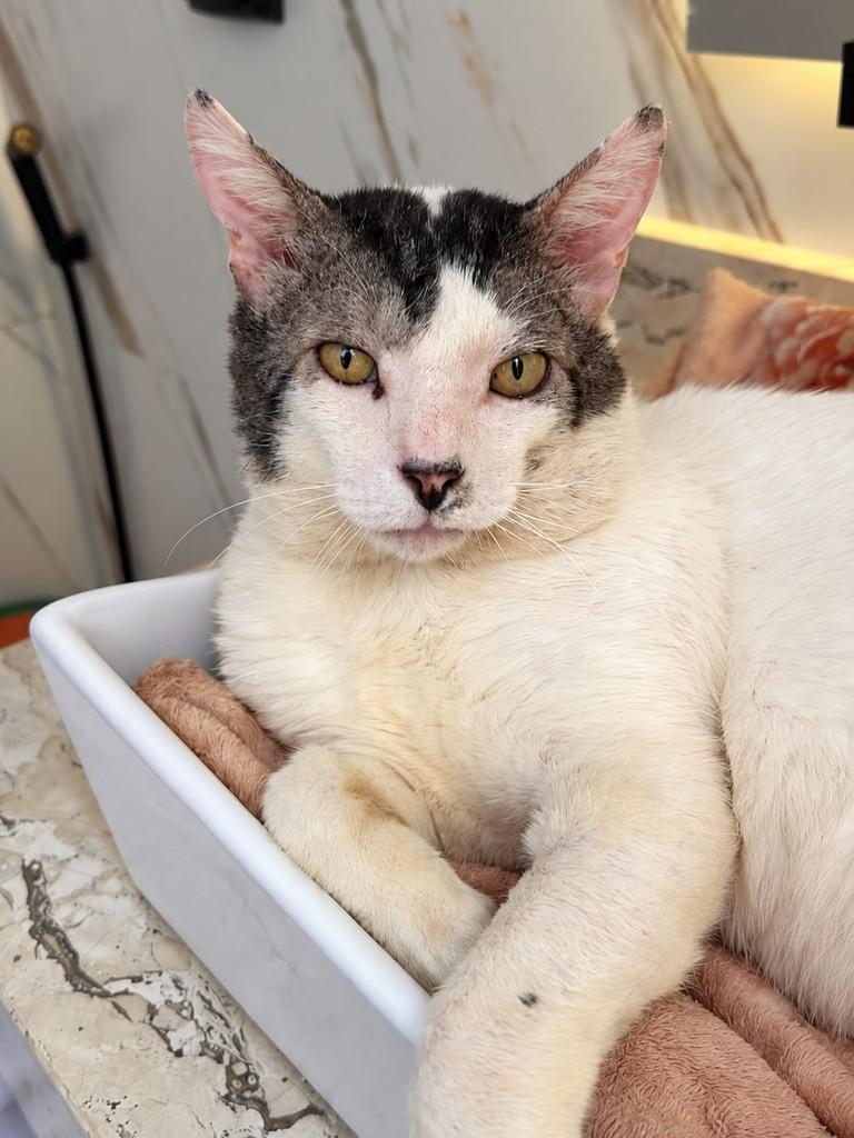 Pedro Luiz, gato de porte grande para adoção em Uberlândia - MG