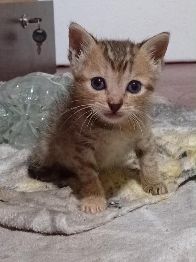 Dália, gata de porte pequeno para adoção em Uberlândia - MG
