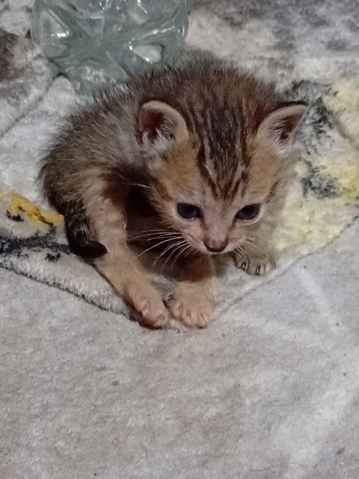 Dália, gata de porte pequeno para adoção em Uberlândia - MG — foto 2 de 2