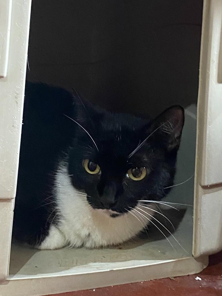 Carolina, gato de porte pequeno para adoção em Uberlândia - MG