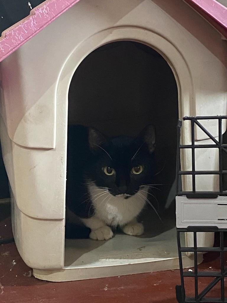 Carolina, gato de porte pequeno para adoção em Uberlândia - MG — foto 2 de 3