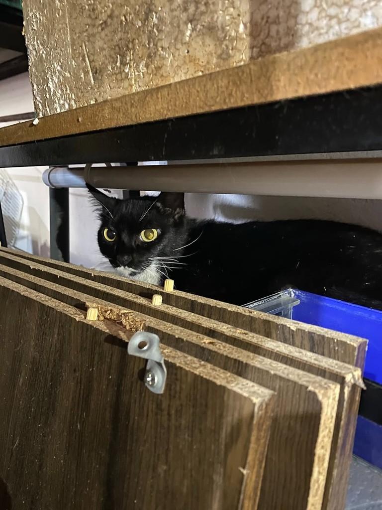 Carolina, gato de porte pequeno para adoção em Uberlândia - MG — foto 3 de 3