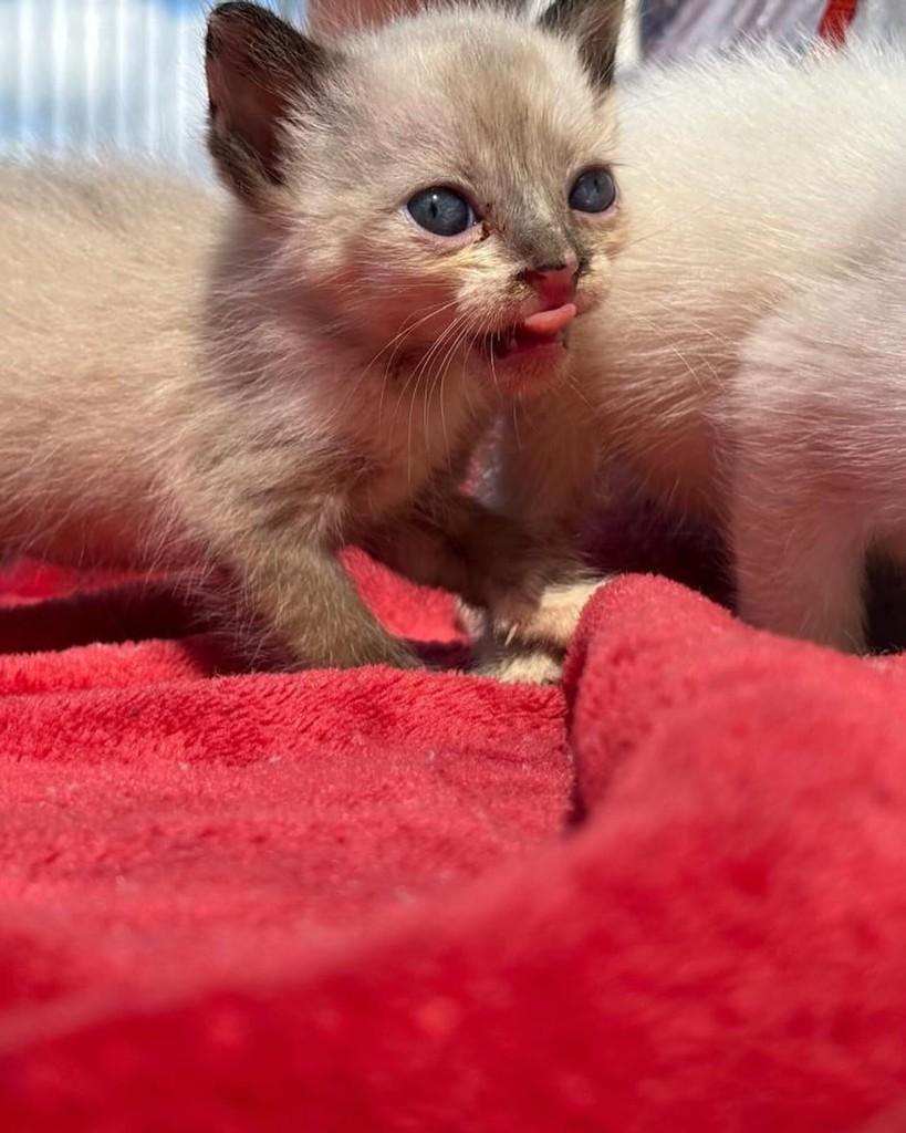 Georgina, gata de porte pequeno para adoção em Rio de Janeiro - RJ