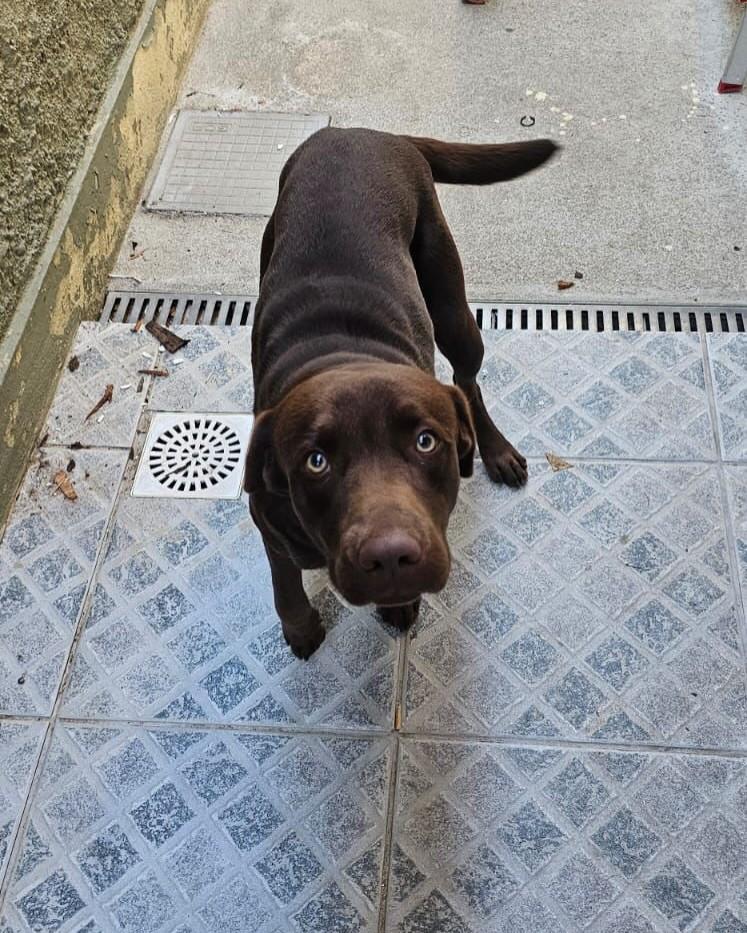 Milly, cadela de porte médio para adoção em Rio de Janeiro - RJ