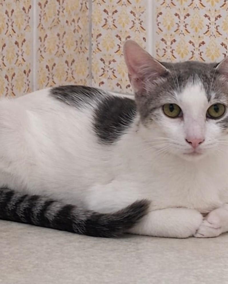 Nina, gata de porte pequeno para adoção em Rio de Janeiro - RJ