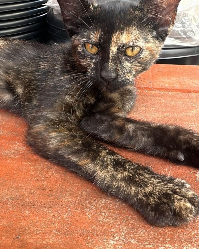 Monique, gato de porte pequeno para adoção em Rio de Janeiro - RJ