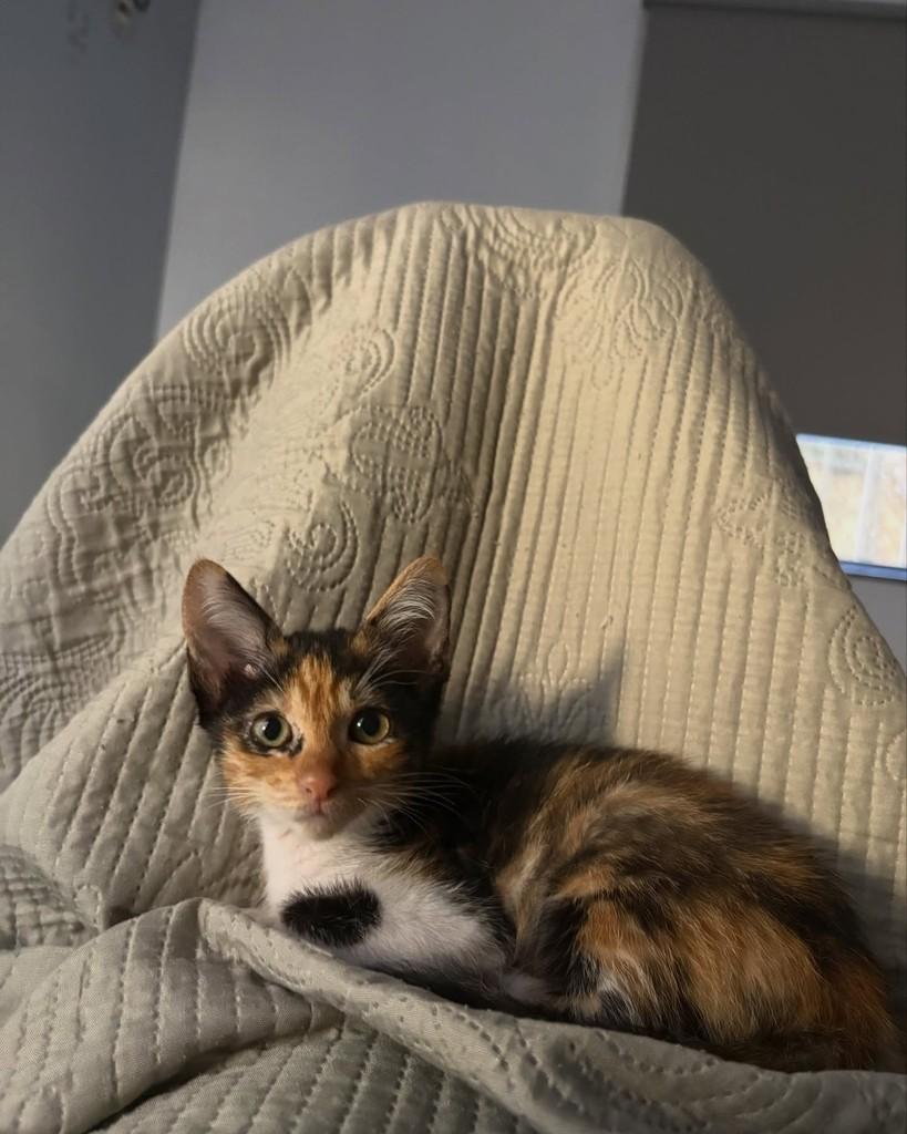 Crystal, gato de porte pequeno para adoção em Rio de Janeiro - RJ