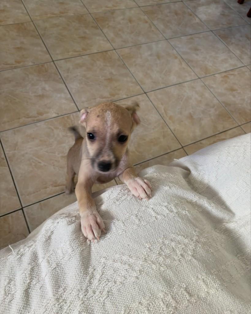 Belinha, cachorro de porte pequeno para adoção em Rio de Janeiro - RJ