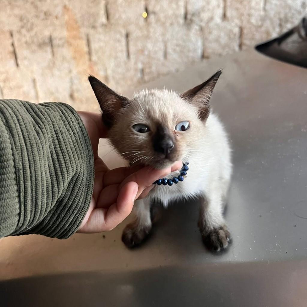 Mel, gato de porte pequeno para adoção em Rio de Janeiro - RJ