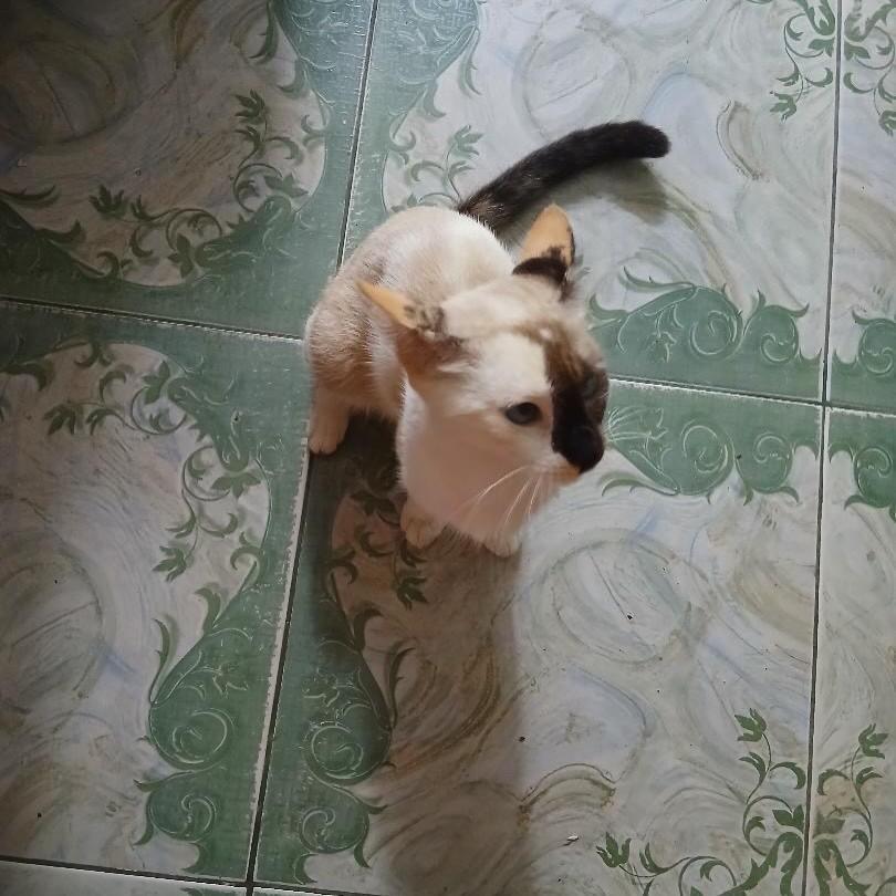 Madalena, gata de porte pequeno para adoção em Rio de Janeiro - RJ