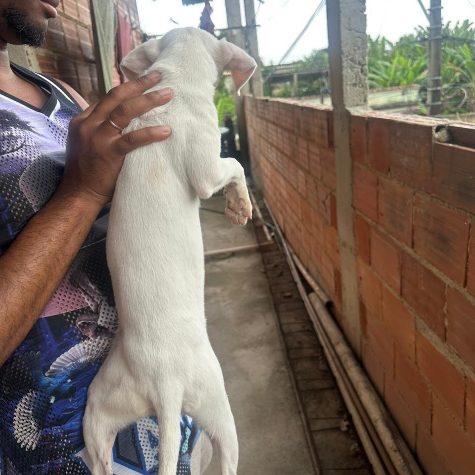 Princesa, cadela de porte pequeno para adoção em Rio de Janeiro - RJ