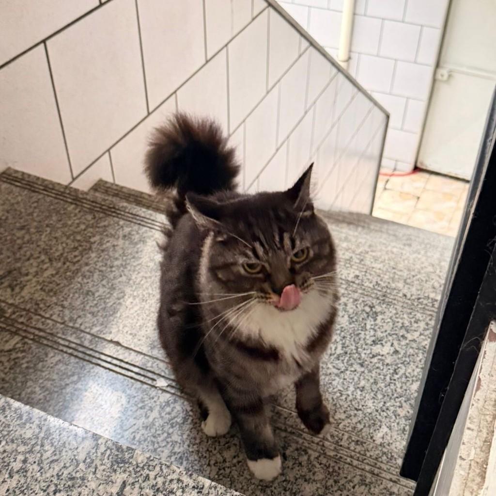 Aria, gata de porte médio para adoção em Rio de Janeiro - RJ