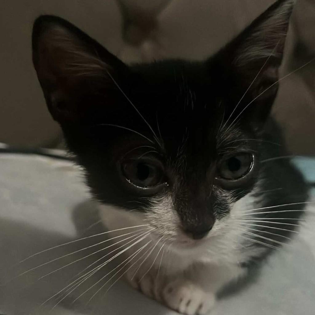Pitóca, gato de porte pequeno para adoção em Rio de Janeiro - RJ