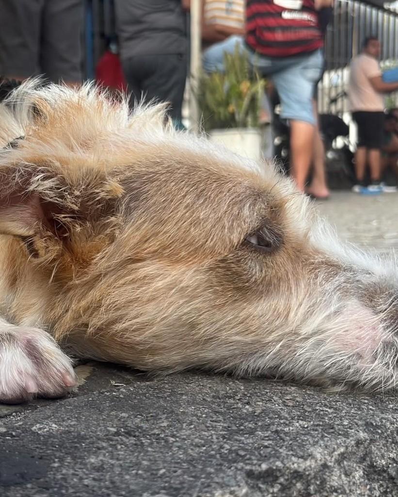 Fiapo, cachorro de porte médio para adoção em Rio de Janeiro - RJ