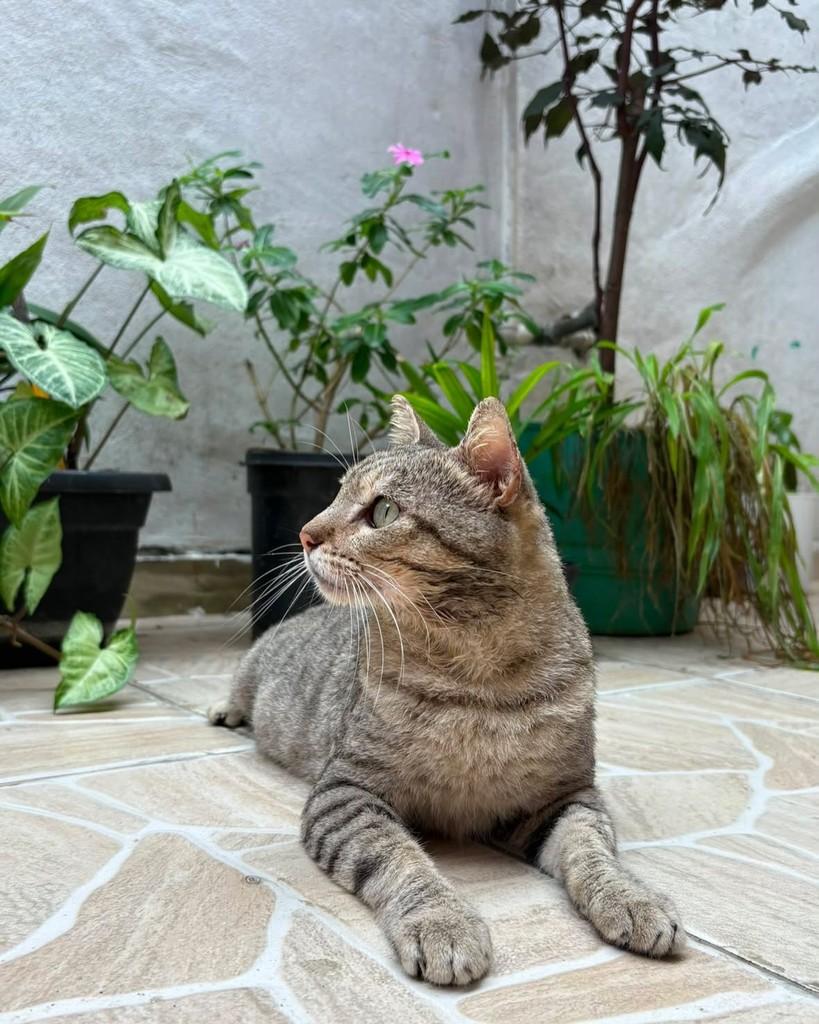 Tokyo, gato de porte médio para adoção em Nova Iguaçu - RJ
