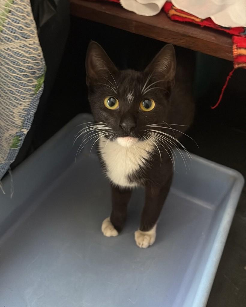 Brooke, gata de porte pequeno para adoção em Rio de Janeiro - RJ