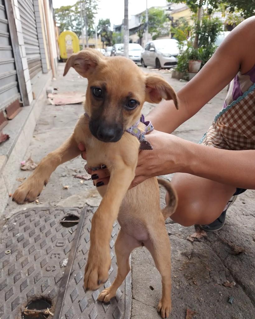 Maribel, cachorro de porte pequeno para adoção em Rio de Janeiro - RJ