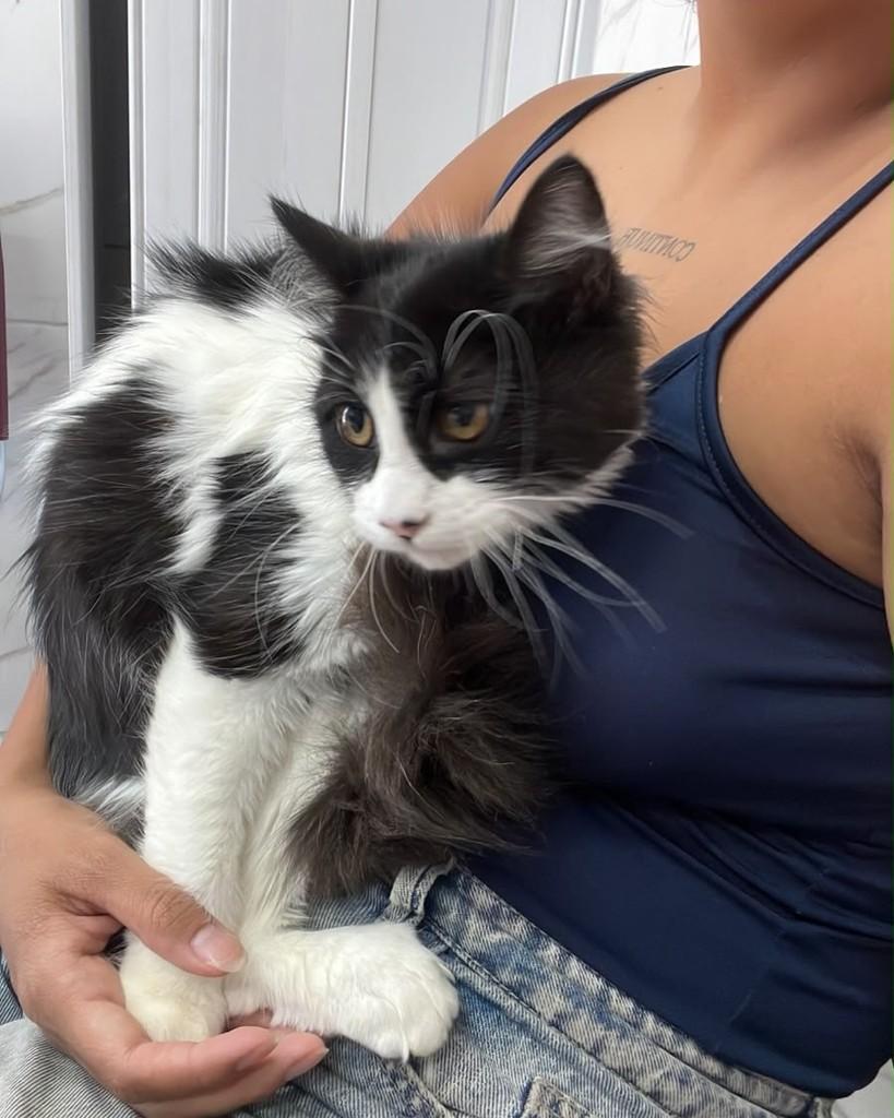 Liza, gato de porte médio para adoção em Rio de Janeiro - RJ