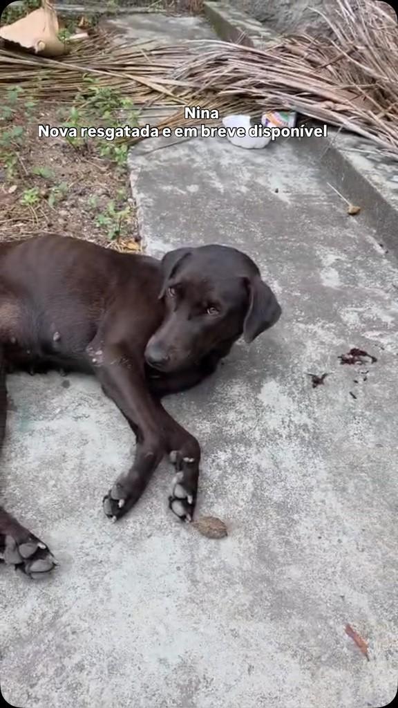 Nina, cadela de porte pequeno para adoção em Rio de Janeiro - RJ
