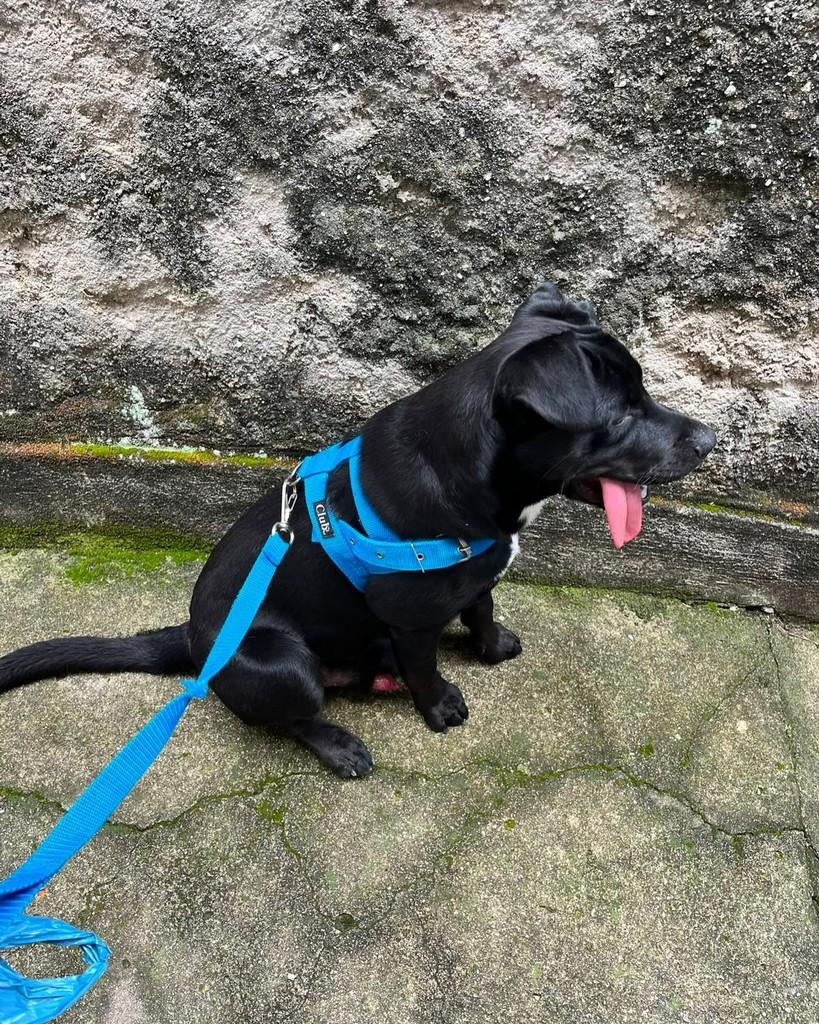 Ele, cachorro de porte pequeno para adoção em Rio de Janeiro - RJ