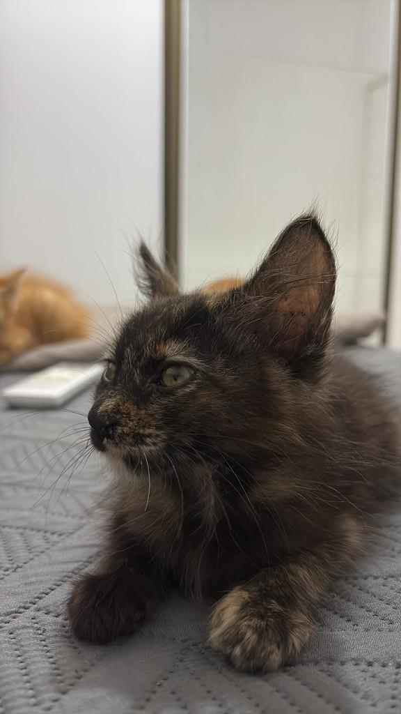 Escaminha, gato de porte pequeno para adoção em Rio de Janeiro - RJ