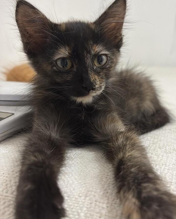 Marge, gata de porte pequeno para adoção em Rio de Janeiro - RJ