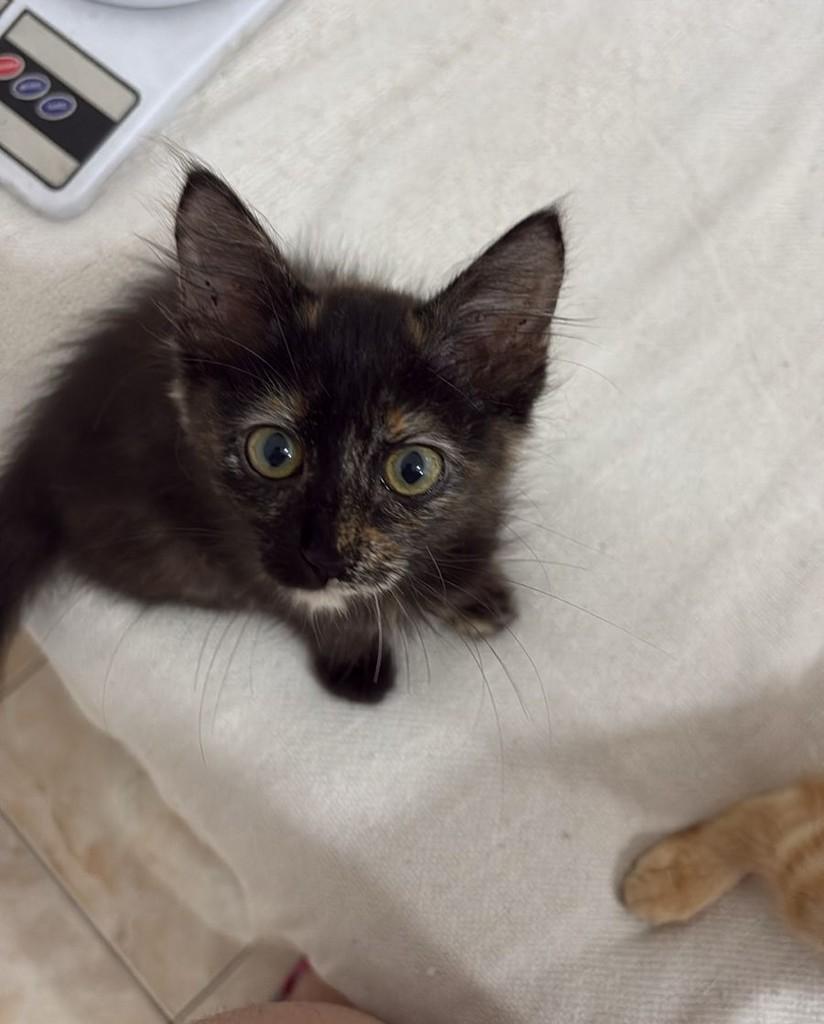Marge, gata de porte pequeno para adoção em Rio de Janeiro - RJ — foto 3 de 3