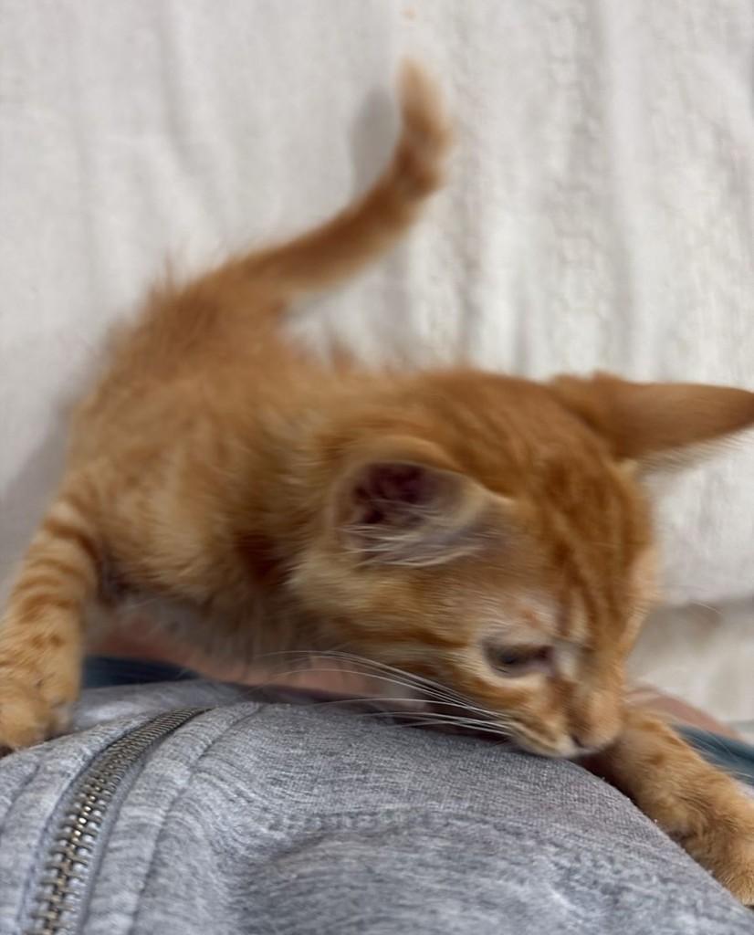 Bart, gato de porte pequeno para adoção em Rio de Janeiro - RJ