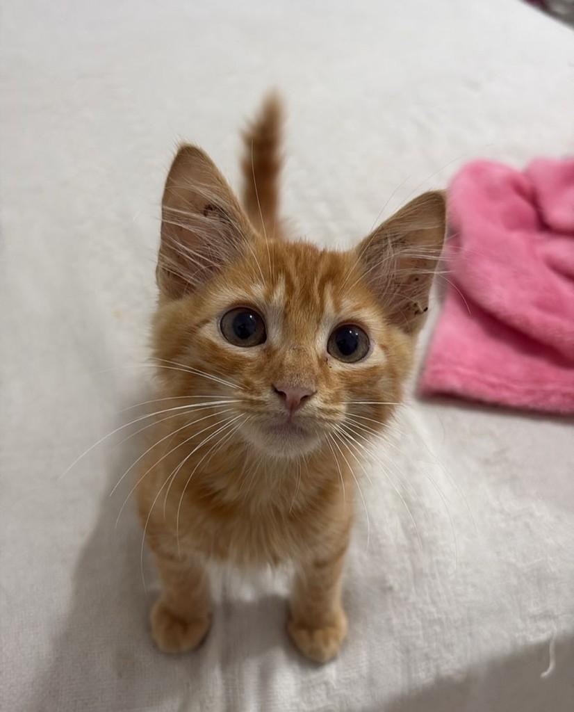 Bart, gato de porte pequeno para adoção em Rio de Janeiro - RJ — foto 2 de 2