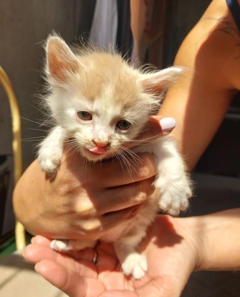 Doce de Leite, gata de porte pequeno para adoção em Rio de Janeiro - RJ