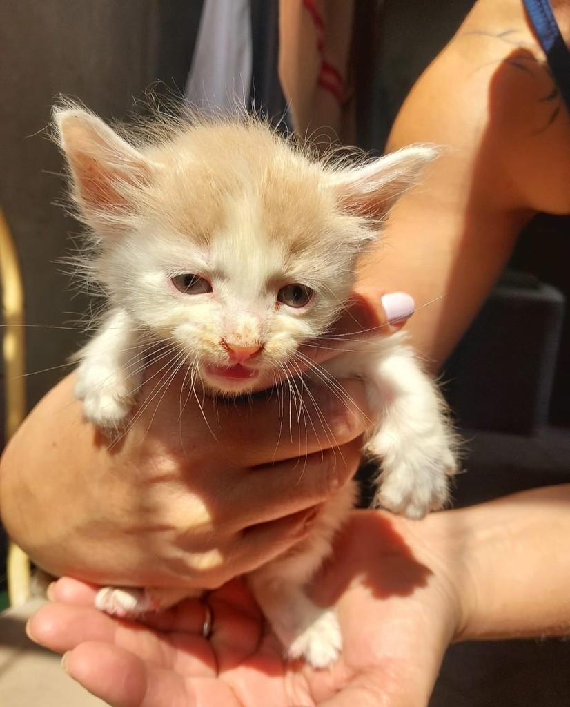 Doce de Leite, gata de porte pequeno para adoção em Rio de Janeiro - RJ — foto 2 de 2