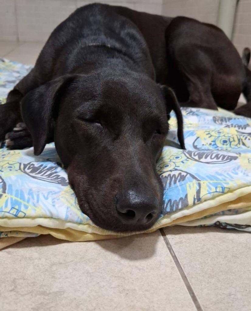 Cacau, cadela de porte pequeno para adoção em Rio de Janeiro - RJ