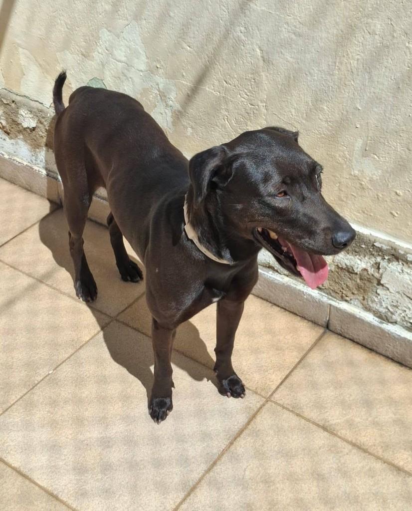 Cacau, cadela de porte pequeno para adoção em Rio de Janeiro - RJ — foto 3 de 3