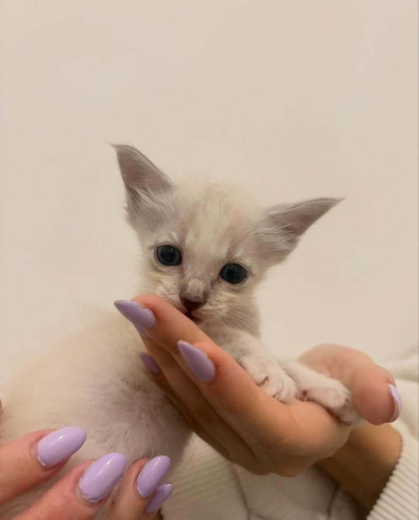 Yuki, gato de porte pequeno para adoção em Rio de Janeiro - RJ