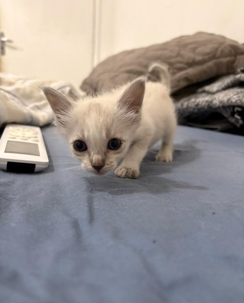 Yuki, gato de porte pequeno para adoção em Rio de Janeiro - RJ — foto 2 de 2